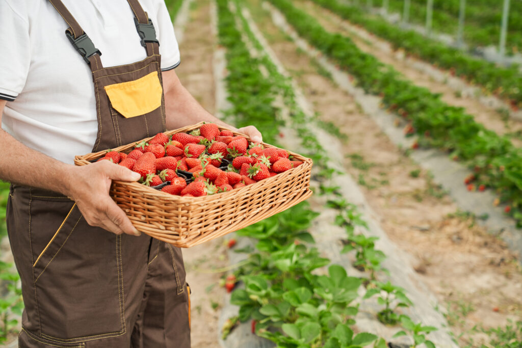 About close up of mature farmer holding basket with strawberries